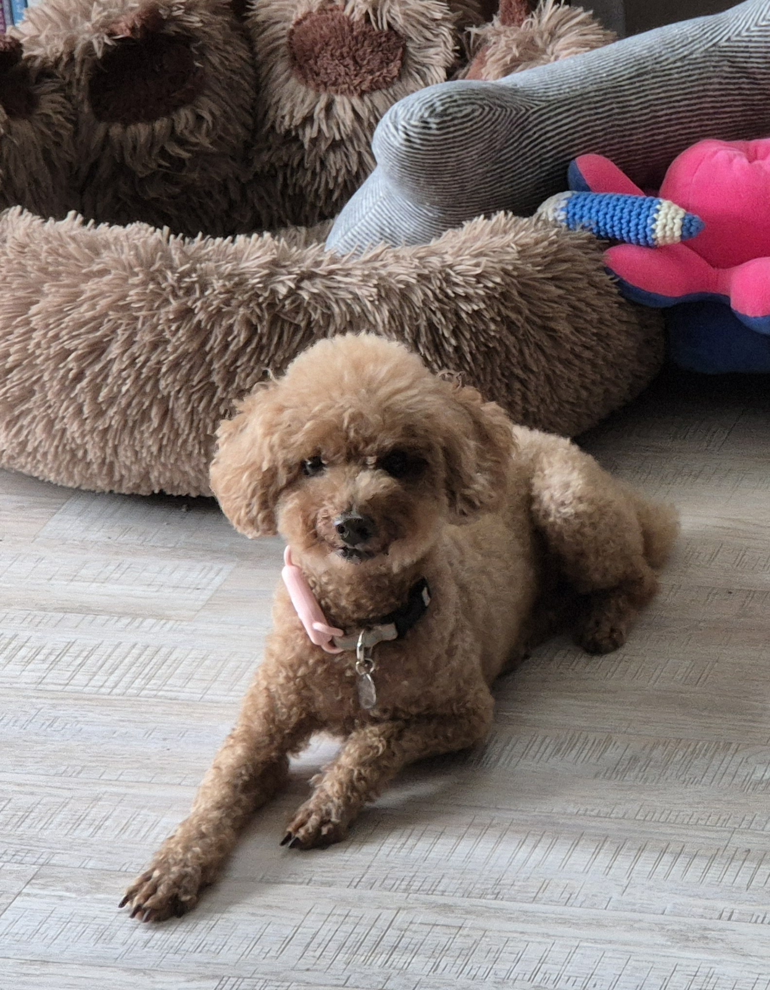 해랑이와 일주일