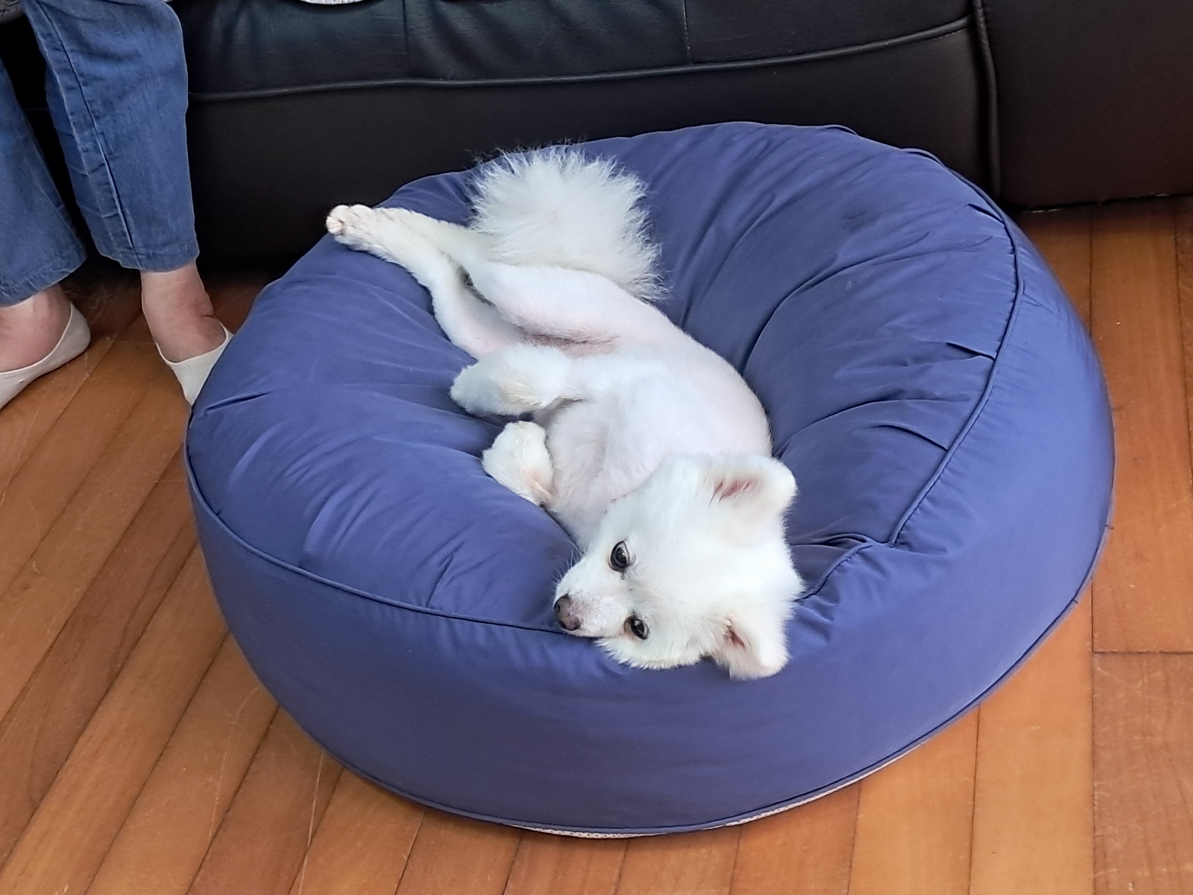 껌딱지 해피(뽀해)