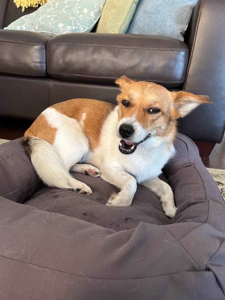 [해외입양] 캐나다 토론토에서 전해온 '마무와 해민이' 소식💌