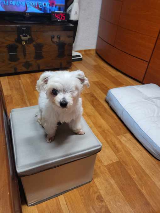 도담이(메리) 소식 올려요.