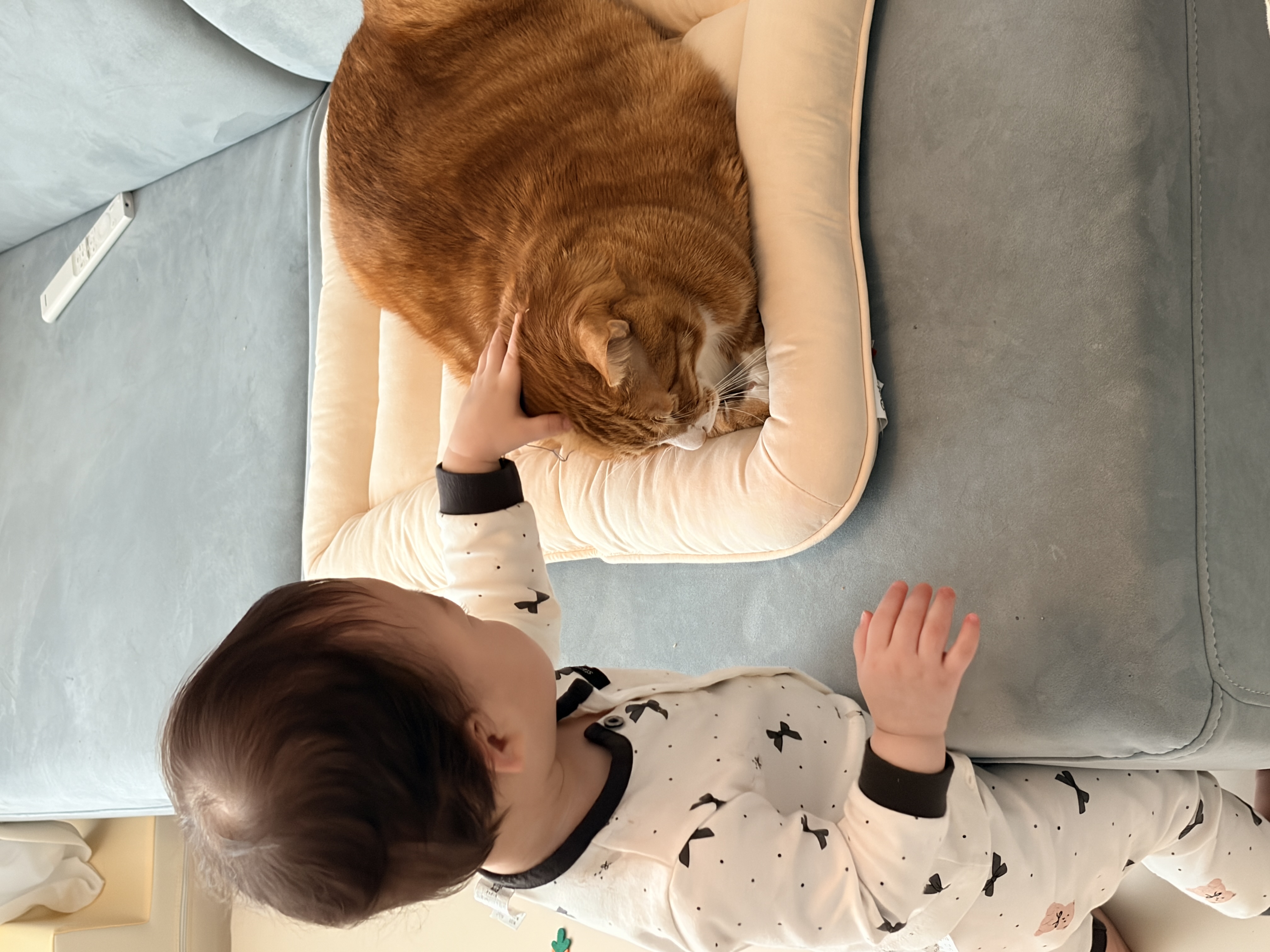 리치 5년 입양 후기