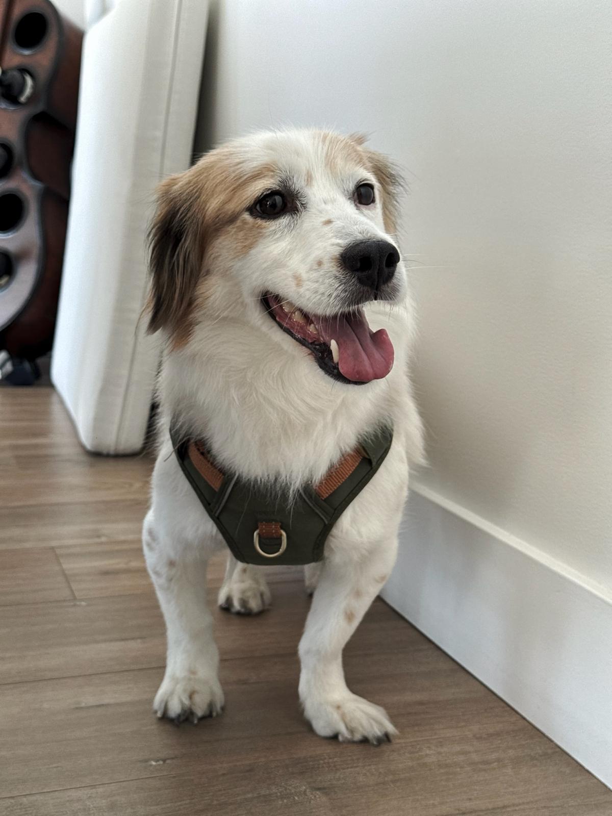 [해외입양] 캐나다 밴쿠버에서 전해온 '도리' 소식💌