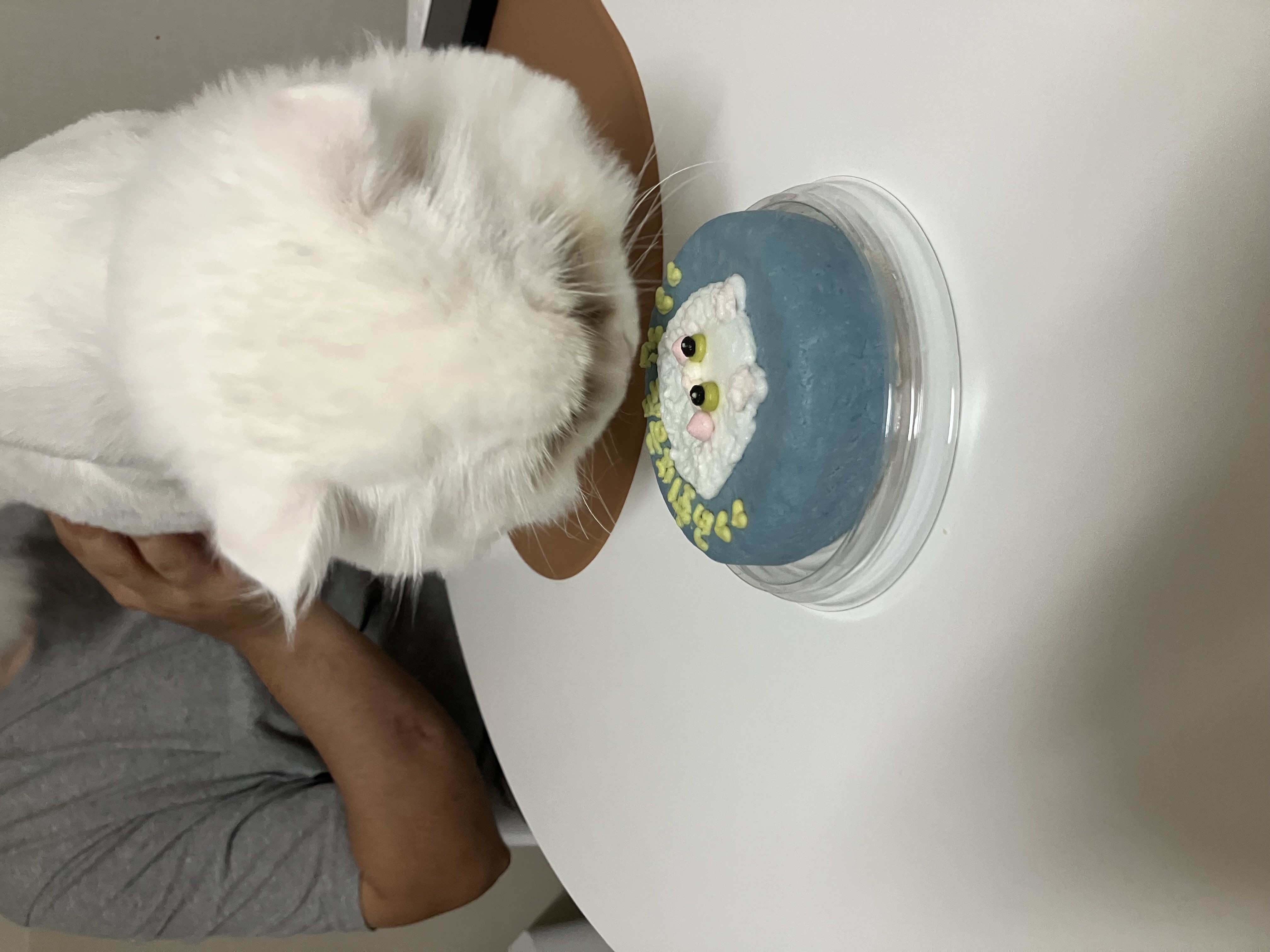 샤브(퉁퉁이)와의 1년