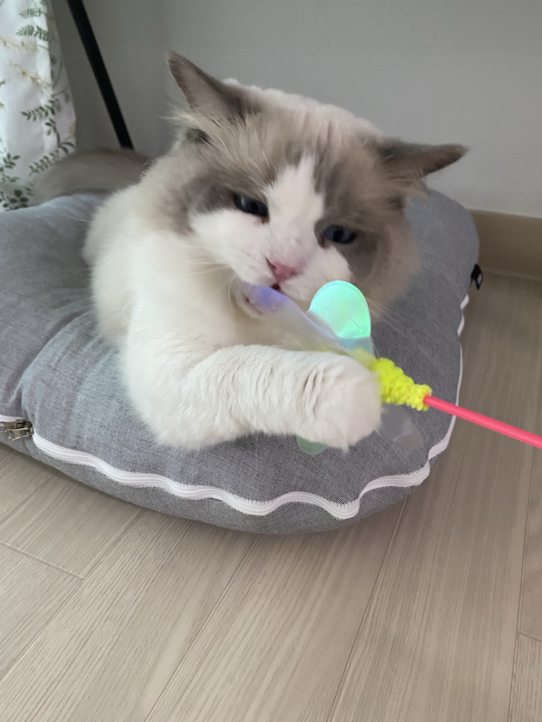 이로(우니) 입양 전제 임시보호 종료 입양 전환