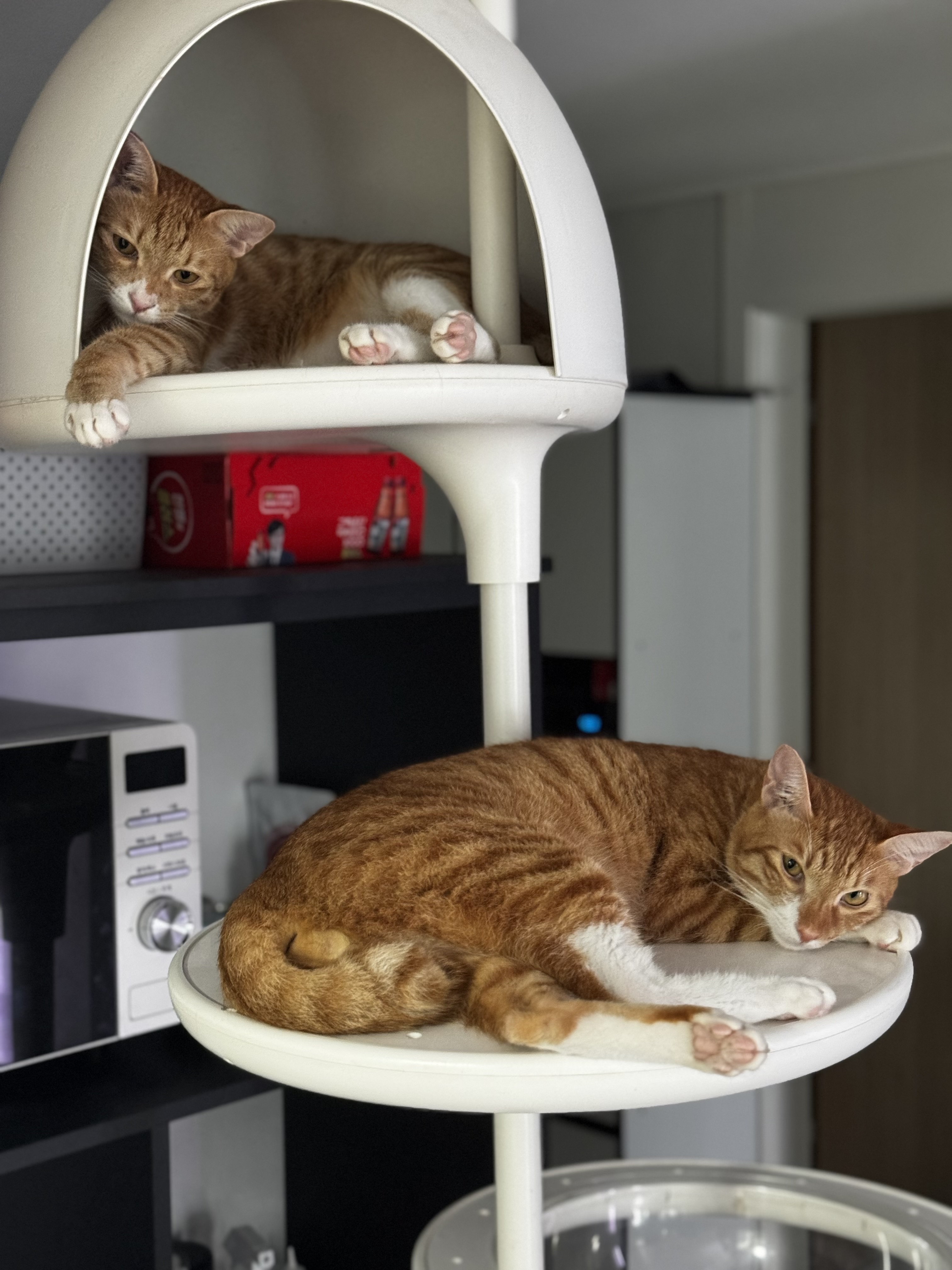 말랑콩떡과의 일년