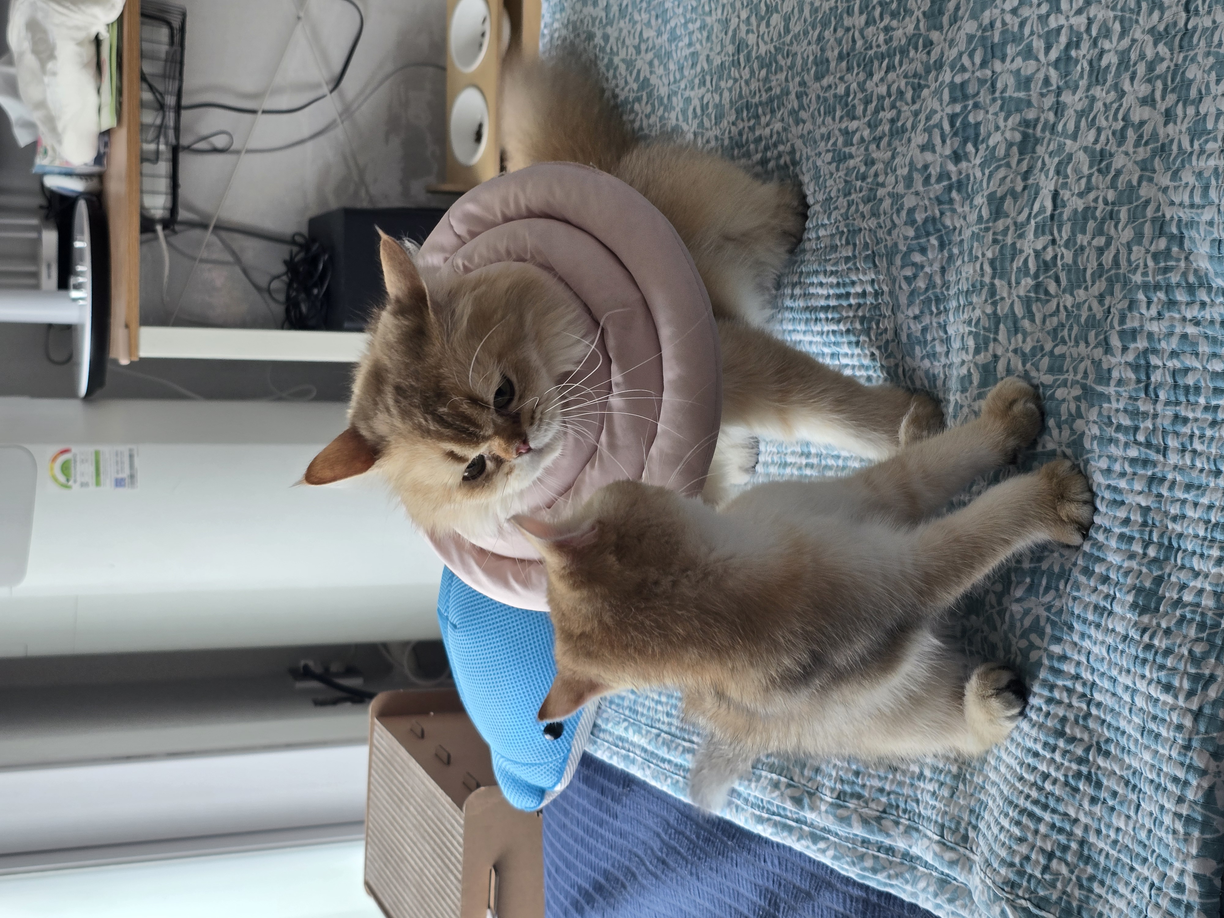 나나&무무(가필드&미가) 가족된지 한달