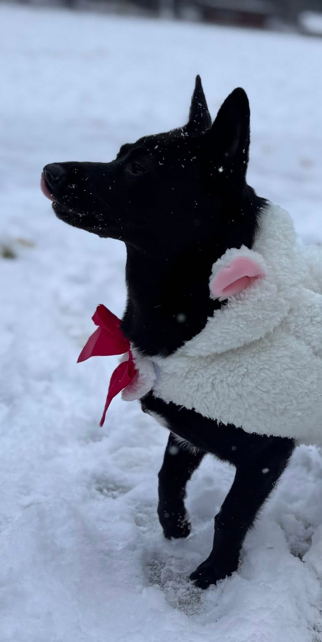 [해외입양] 캐나다 토론토에서 전해온 '대콩이' 소식💌