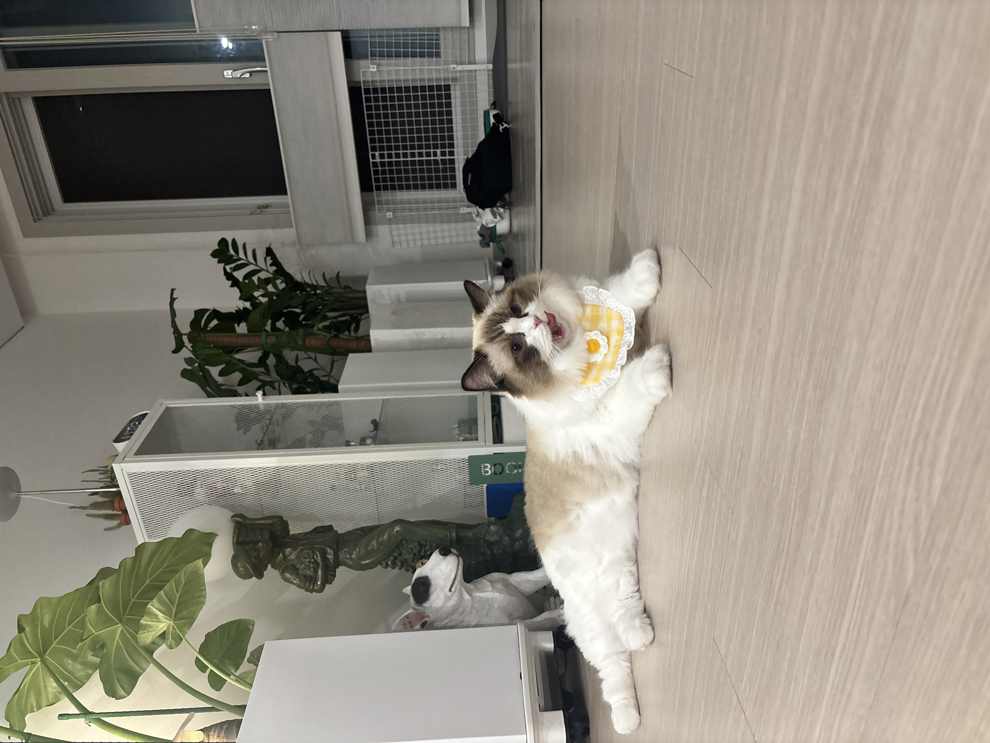 미야오(마시) 우리는 가족 : 3개월 차