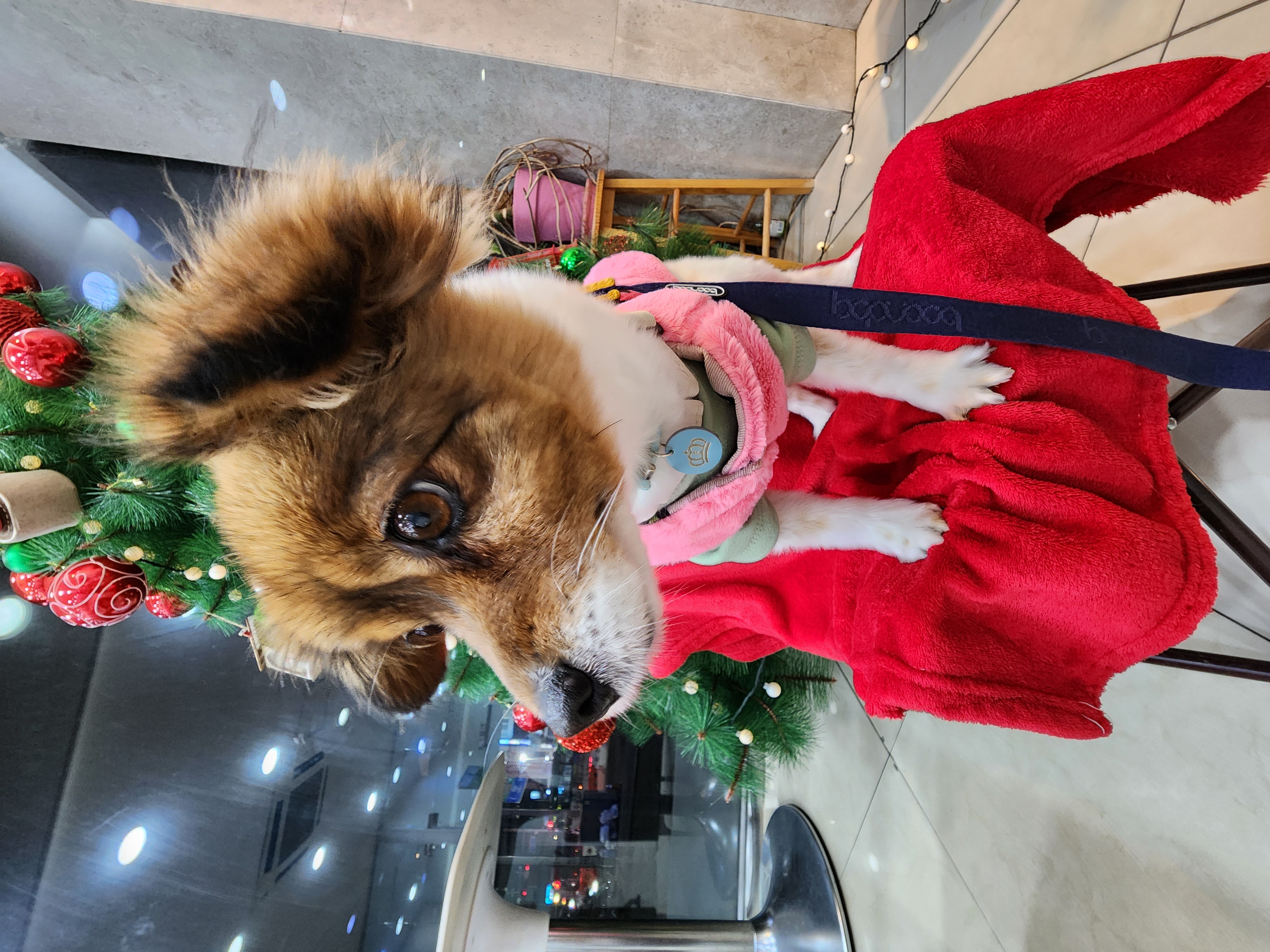 프림이와 루키(구_첼로)의 요즘 일상