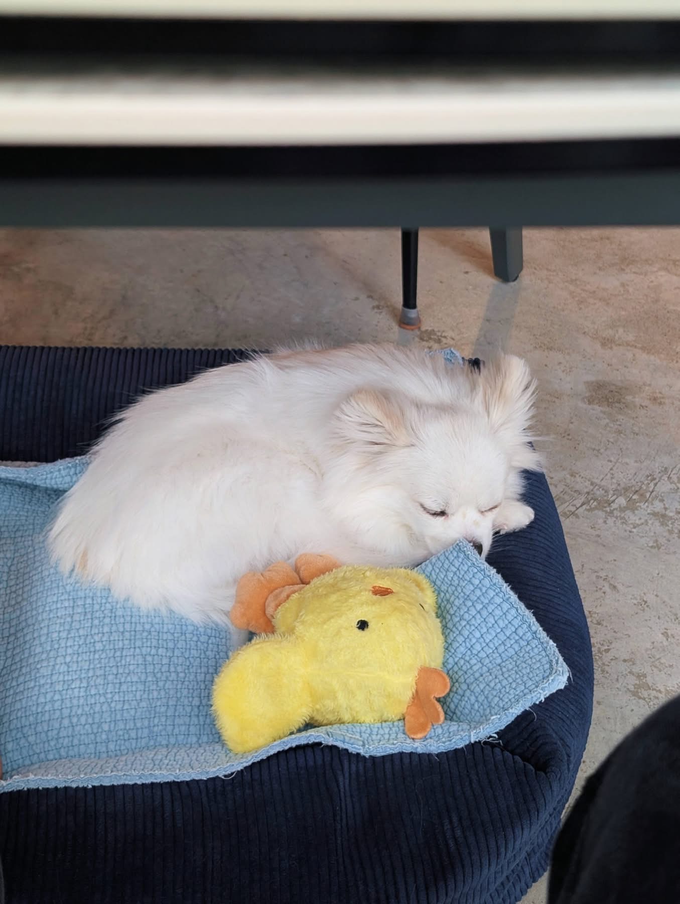 [해외 입양] 캐나다 토론토에서 전해온 '뽀눈이' 소식💌