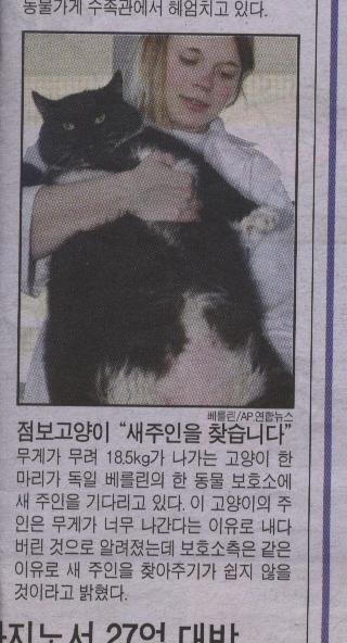 점보 고양이 \"새 주인을 찾습니다.\"