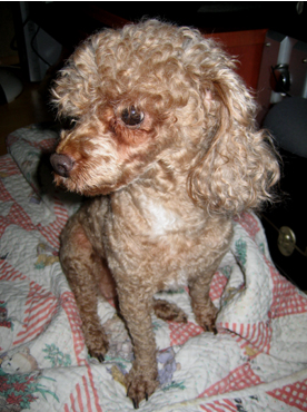 부천에서 갈색푸들 보신분