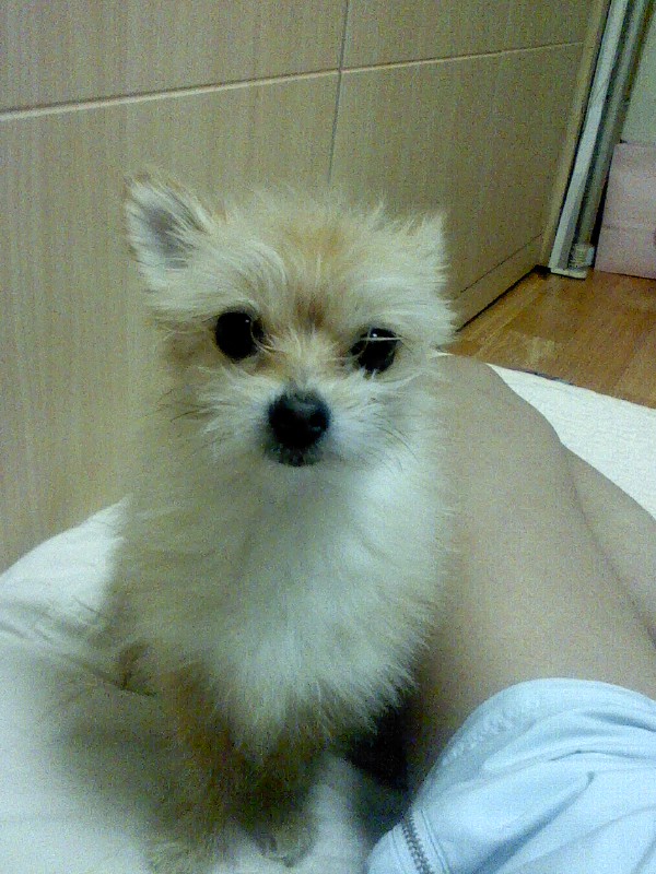 서울시 송파구 문정동 로데오거리에서 2010년 1월2일 오전10시정도에 없어진 낼름이를 찾습니다.