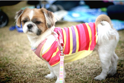 신길5.대림동사이/시츄 남아/1월1일 오후1시경