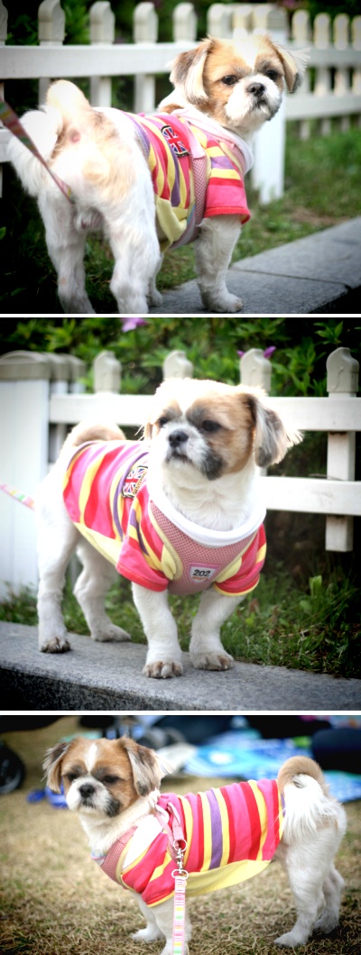 신길5.대림동사이/시츄 남아/1월1일 오후1시경