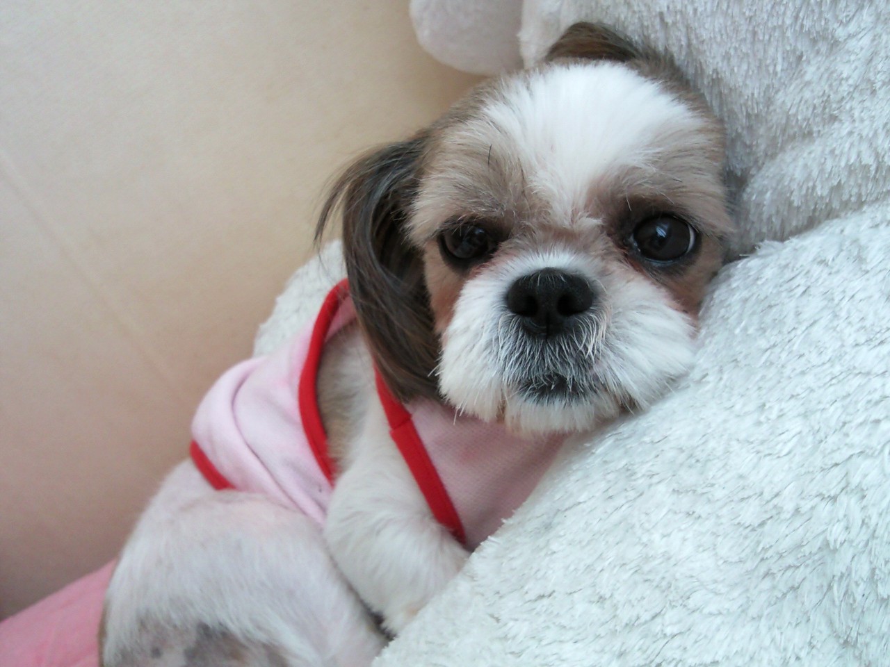 대전,시츄수컷을 찾습니다.~