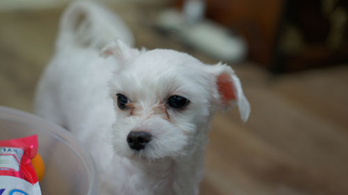 의정부 시청근처 말티즈남아 찾아요
