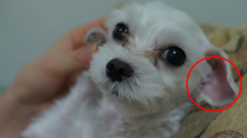 의정부 시청근처 말티즈남아 찾아요