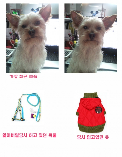 우리 몽이를 찾습니다.[광주광역시 신창동]