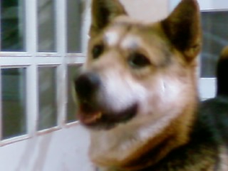 [경기 구리시]사례금20만원. 믹스견 두마리 찾아요...