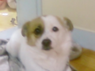 [경기 구리시]사례금20만원. 믹스견 두마리 찾아요...