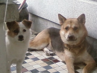 [경기 구리시]사례금20만원. 믹스견 두마리 찾아요...