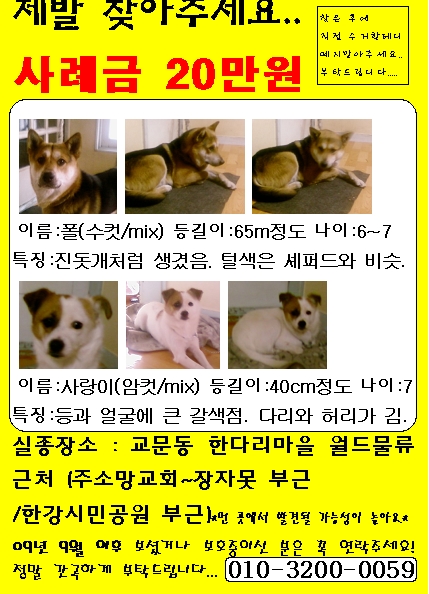 [경기 구리시]사례금20만원. 믹스견 두마리 찾아요...