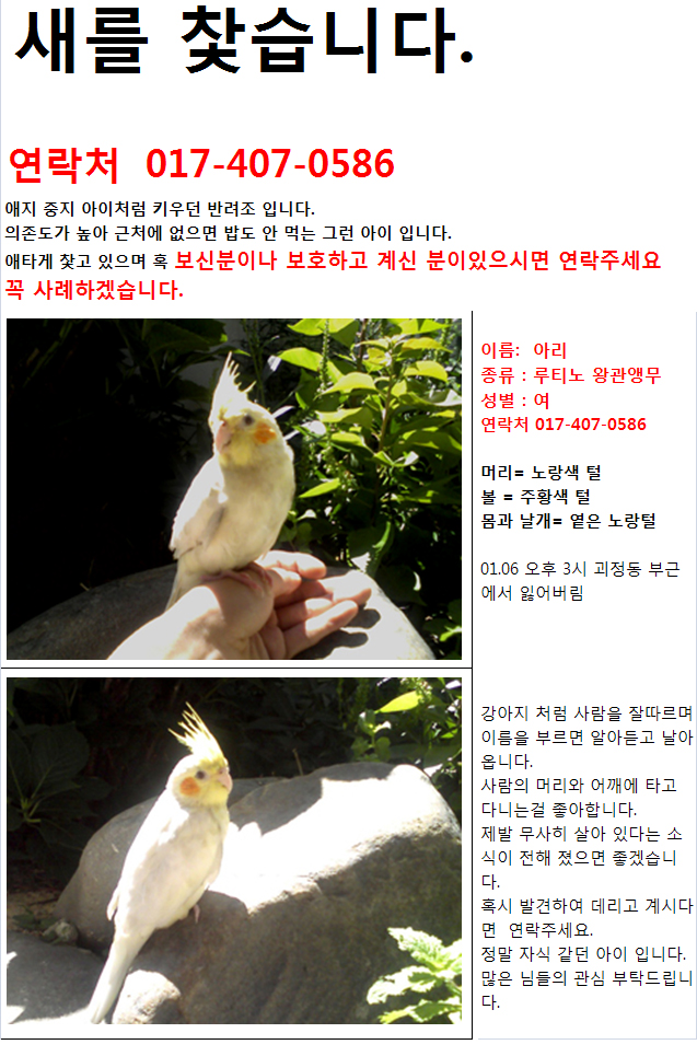 앵무새 찿아요  / 대전