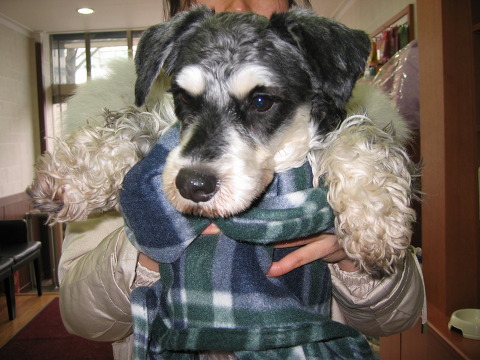 송파구에서 슈나우저 여아 잃어버리신 분 계시나요?