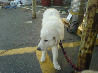 그레이트 피레니즈 수컷 보호중입니다.