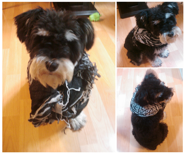 성신여대역 근처에서 까만색 슈나우저 잃어버렸어요