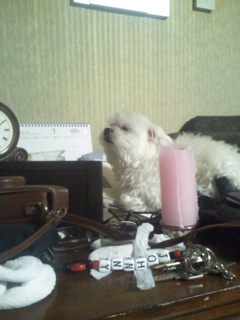 강남구 도곡동 현대아이파크 근처에서 말티즈 암컷 분실