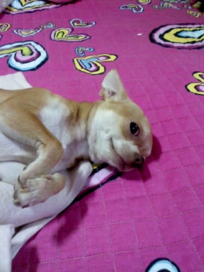 [우리이티를찾아요,...]치와와