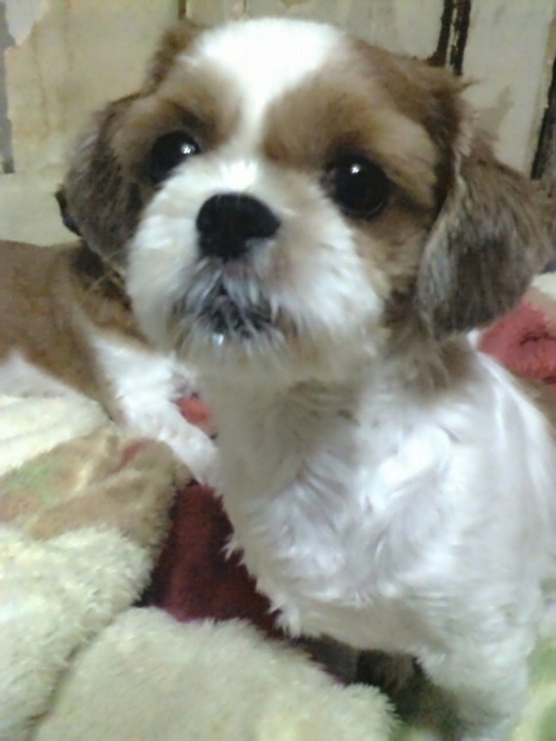 저희 천둥이 찾아주세요.. 시츄 남아