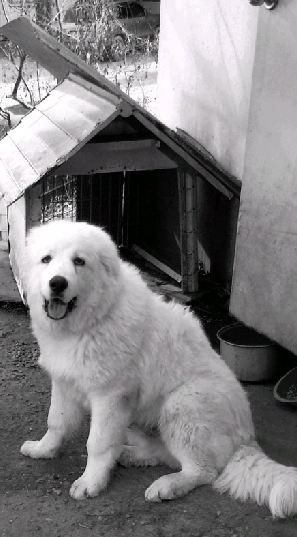 그레이트 피네리즈 우리장군이를 찾습니다.경기도 일산