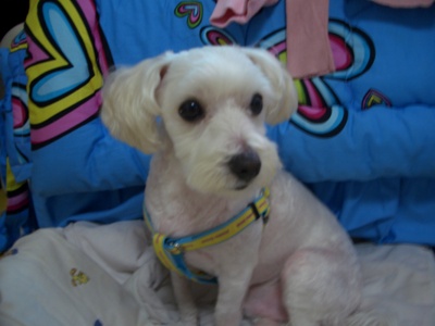 말티즈,남자(중성화수술),5Kg(집:화성시 능동)꼭찾아주세요TT