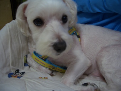 말티즈,남자(중성화수술),5Kg(집:화성시 능동)꼭찾아주세요TT