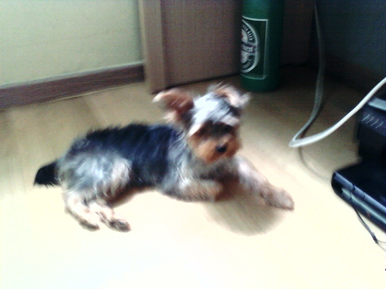 은평구 ,,요크셔테리어찾아요