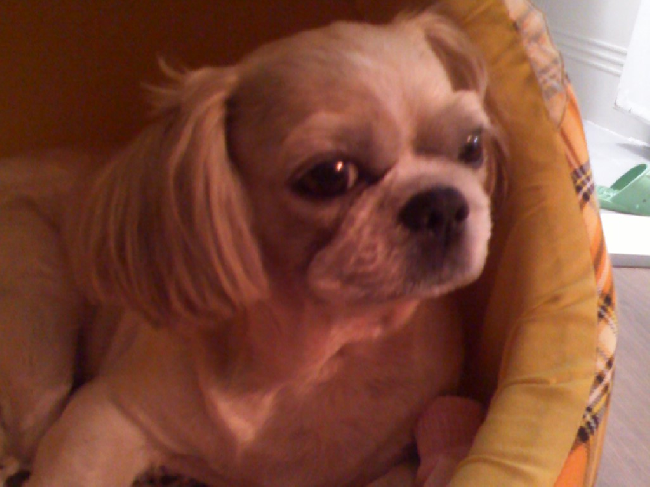 8살 남아, 시츄(푸) 를 찾습니다