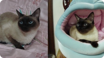 서초구 반포동 샴고양이를 찾습니다!