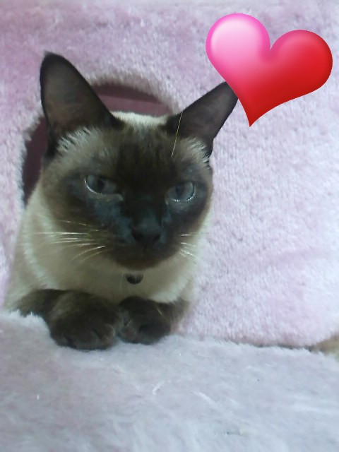 서초구 반포동 샴고양이를 찾습니다!