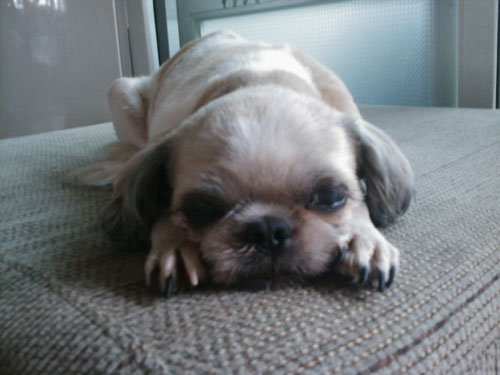 신북면 기지리 광복택시 앞에서 잃어버린 시츄암컷 찾아요