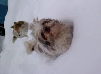 신북면 기지리 광복택시 앞에서 잃어버린 시츄암컷 찾아요