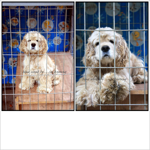 상도동에서 아케리카 코카스파니엘 마루 여아 찾습니다