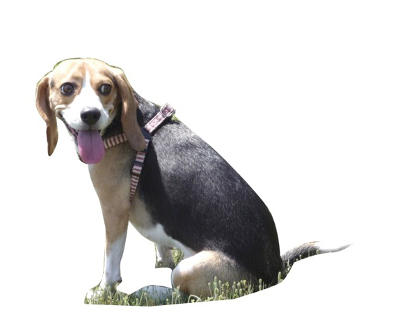 경기도 용인시 원삼면 광곡마을에서 비글(암놈)을 잃어버렸습니다.