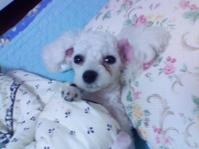 아롱이를 찾습니다 흰색 미니푸들입니다