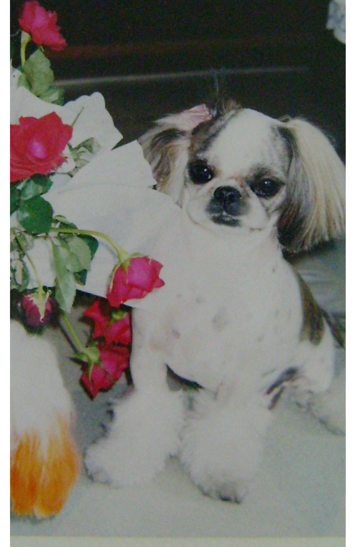 (전남 강진군) 시츄, 여아(사례금 50만원)를 찾습니다.