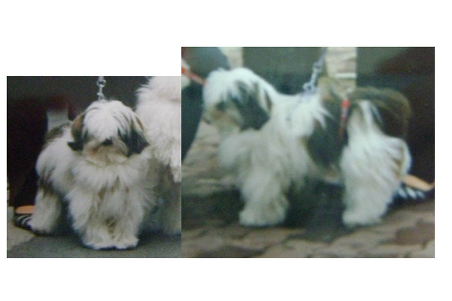 (전남 강진군) 시츄, 여아(사례금 50만원)를 찾습니다.