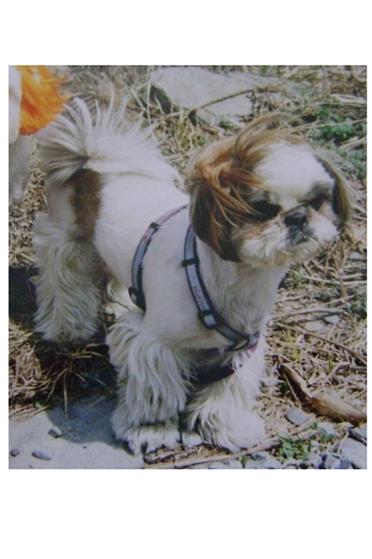 (전남 강진군) 시츄, 여아(사례금 50만원)를 찾습니다.