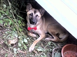 광양처녀 꽃순이를 찾습니다!